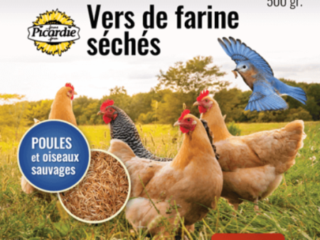 PICARDIE VERS DE FARINE 500GR For Sale