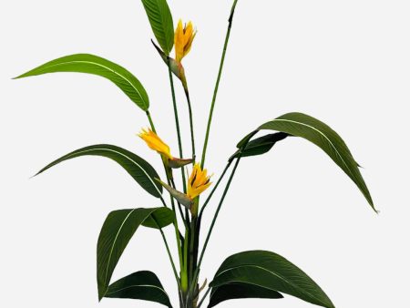 6  BIRD OF PARADISE TREE ( LPB507-GR OR ) For Cheap