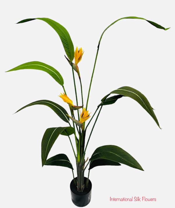 6  BIRD OF PARADISE TREE ( LPB507-GR OR ) For Cheap