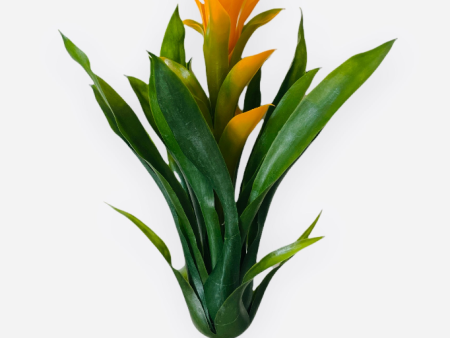 14   BROMELIAD PLANT ( PPT016-Yellow Green ) Hot on Sale