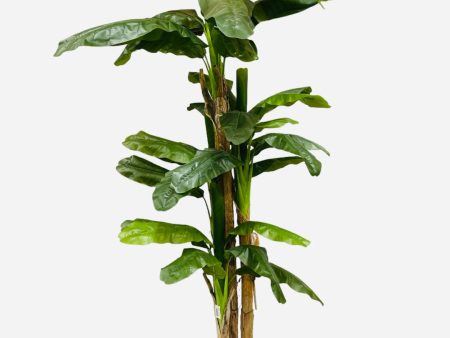 7.5  BANANA TREE ( INT8328-34-4TS ) on Sale