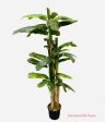 7.5  BANANA TREE ( INT8328-34-4TS ) on Sale