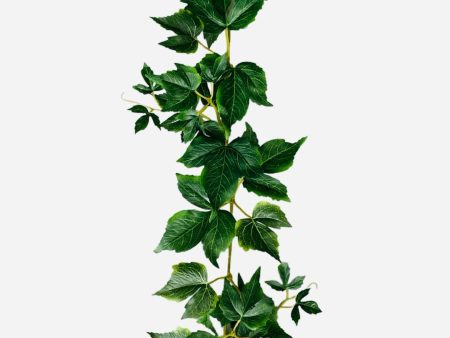 6  Boston Ivy Garland ( 5078 ) For Discount