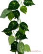 6  Pothos Leaf Garland ( INT104 ) Hot on Sale