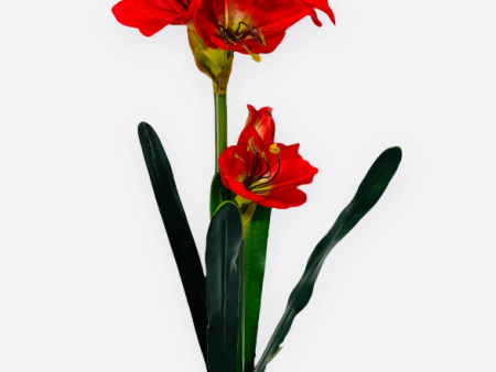 26   AMARYLLIS ( FA4539-Red ) Online now