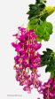 43   Hanging Wisteria ( INT5701-Fushia ) Supply