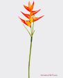 34   SMALL HELICONIA SPRAY ( GTH702-OR ) Discount