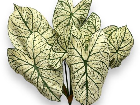 23   Caladium Leaf Bush ( PBC204-GR TT ) Discount