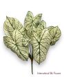 23   Caladium Leaf Bush ( PBC204-GR TT ) Discount