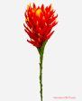 36   Protea Spray ( HSP325-RE OR ) Sale