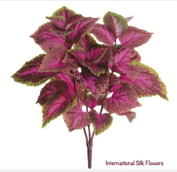 19  Large Leaf Coleus Bush ( PBC199-Fushia Green ) Hot on Sale