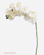 37  Real Touch Phalaenopsis Spray ( FO7195-CR ) Online Sale