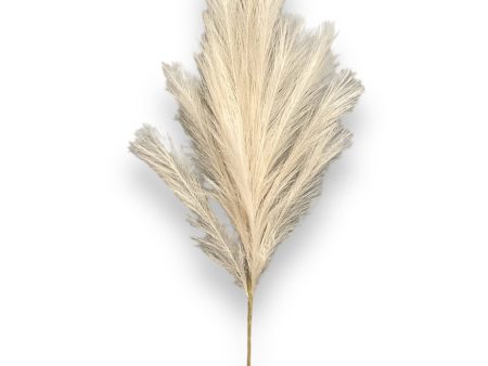 36   Pampas Grass ( LW12-Ivory ) Supply