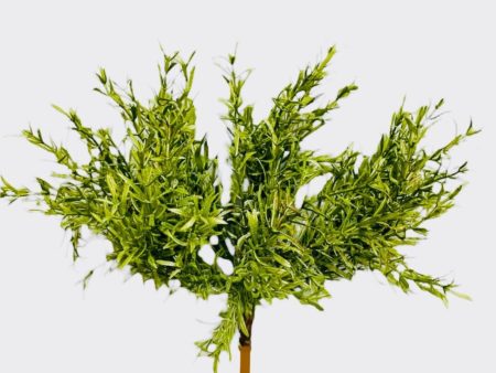 8   Rosemary Bush ( PBR056 ) For Sale