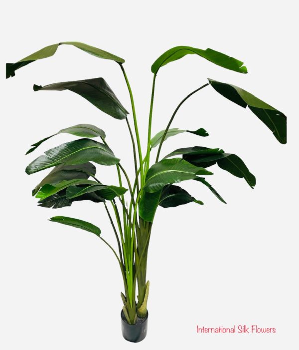 7.9  Bird Of Paradise Tree ( LTB608-GR ) Online