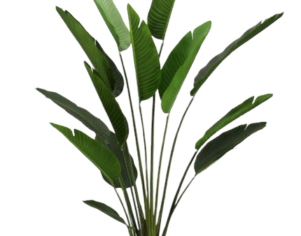 6’ Faux Traveler Palm Tree ( TT639P ) Online