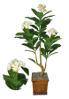 6’ Artificial Plumeria Tree ( TP9318 ) For Discount