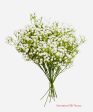 24” Faux Plastic Baby’s Breath ( SS999- White ) INT999 Hot on Sale