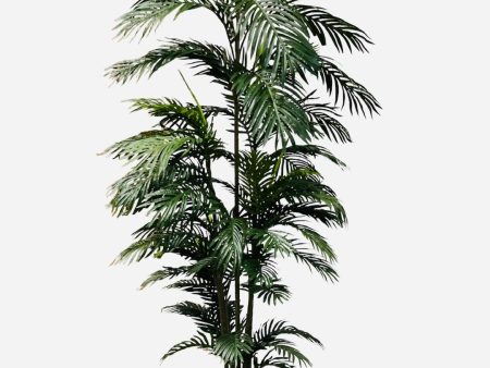 7  Areca Palm ( TAP768 ) Sale