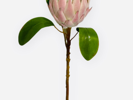 26” Artificial Queen Protea Spray ( HSP005-Pink Green ) Cheap