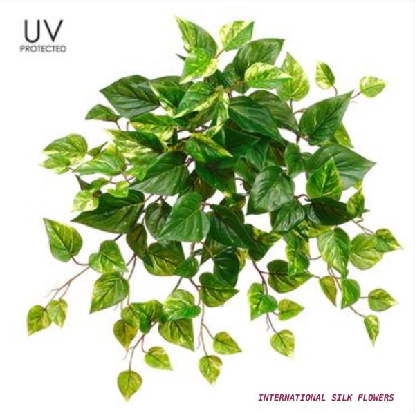 20   UV Protected Pothos Bush ( PBP202-GR WH ) Discount