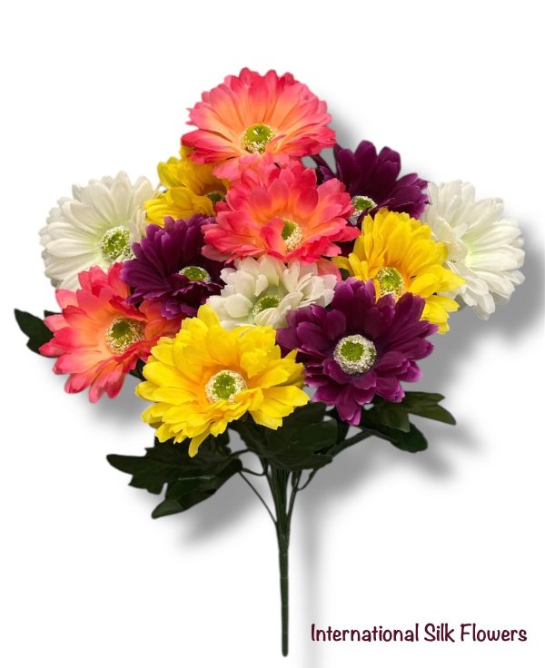 19   Gerbera Daisy Bush ( B1414- Purple Yellow Red ) Supply