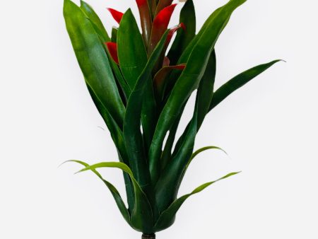 14   BROMELIAD PLANT ( PPT016Red Green ) For Cheap