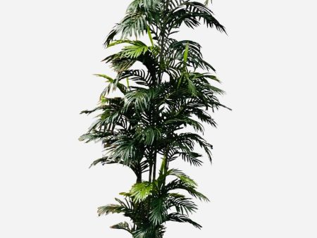 8  Areca Palm ( TAP882 ) Online Hot Sale