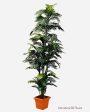 8  Areca Palm ( TAP882 ) Online Hot Sale