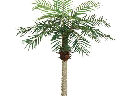 5.5  Date Palm Tree ( PTD115 ) on Sale