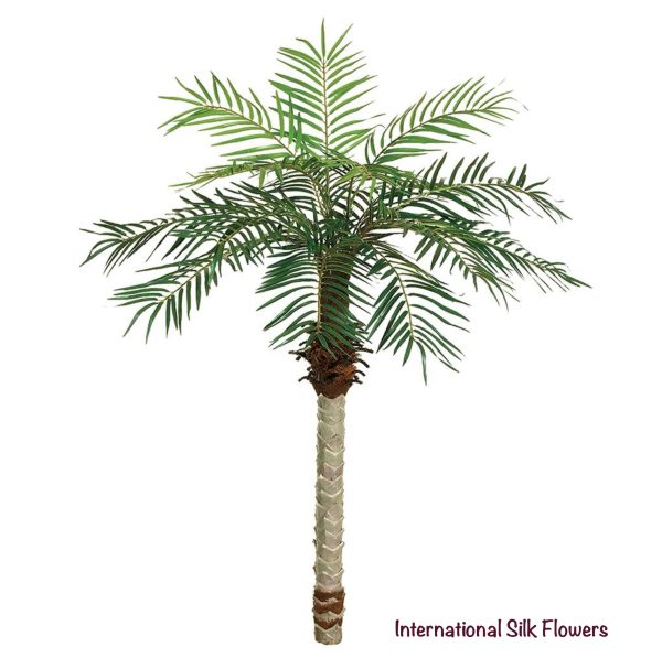 5.5  Date Palm Tree ( PTD115 ) on Sale