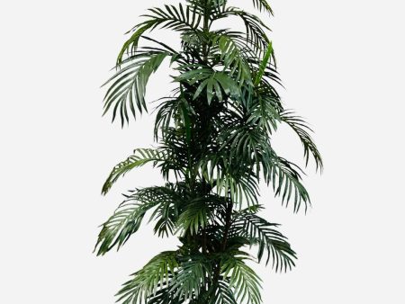 6  Areca Palm Tree ( TAP652 ) on Sale