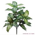 27   DIEFFENBACHIA PLANT ( PPH302-GR CR ) Discount