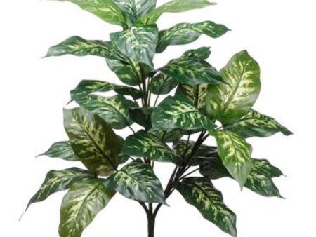 27   DIEFFENBACHIA PLANT ( PPH302-GR CR ) Discount