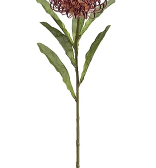 26  Open Needle Protea Spray ( FSP752-Burgundy ) Online