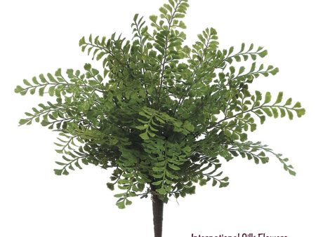 16   Maidenhair Fern Bush ( PBF136-GR ) on Sale