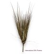 27   Onion Grass Bush ( HO633BRG ) Online Hot Sale