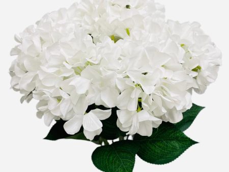 19   Hydrangea bush ( SPH-7 White ) Online Hot Sale