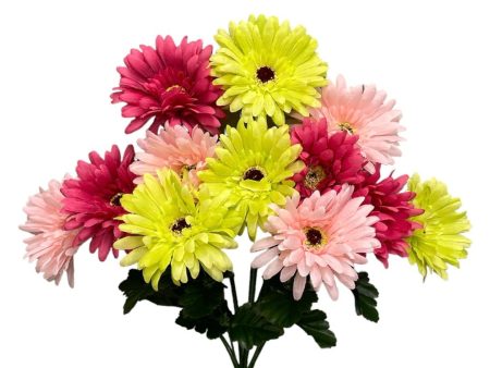 18   Gerber Daisy Bush ( 30550-HTPKLM ) Discount