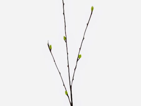 39   BAMBOO BRANCH (  PS773  ) on Sale