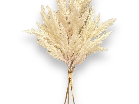 18  Pampas Grass Bundle ( FBP572-Cream ) Sale