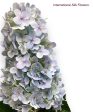 32.5   Real Touch Cone Hydrangea Spray ( FSH206-DL ) Online Sale