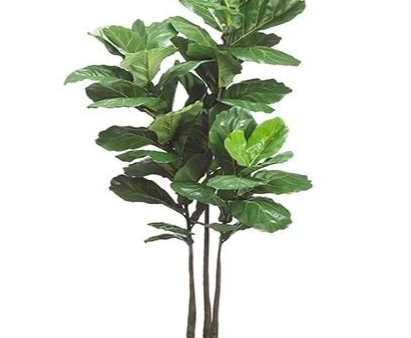 5.8  Natural Looking Fiddle Leaf Fig Plant ( LPL239-GR ) Sale