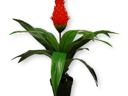 2.7  Real Touch Tropical Plant ( INT8420-15 ) Online now