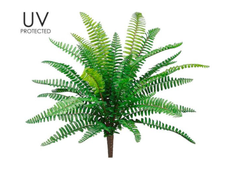 19  UV Protected Boston Fern Bush ( PBF426 ) Cheap