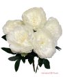 20  Silk Peony Bush ( INT0080-Cream ) Fashion