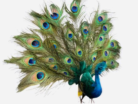 16   K-D OPEN TAILED PEACOCK # BB1921-PC For Cheap