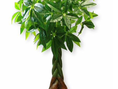 4.5’ Real Touch Fortune Tree ( INT4588 ) Hot on Sale