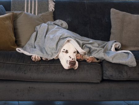 Dog & Puppy Blanket in Inchmurrin Iceberg by Lords & Labradors Hot on Sale