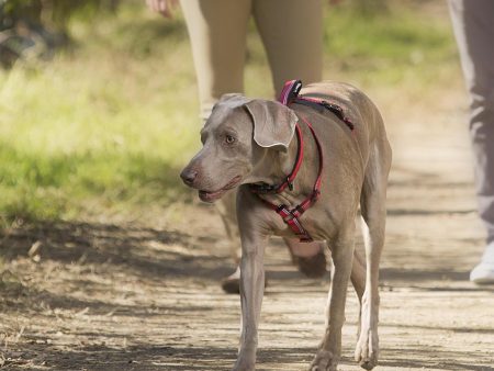 Halti Walking Harness - Red For Discount